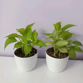 СЦИНДАПСУС НЕОН