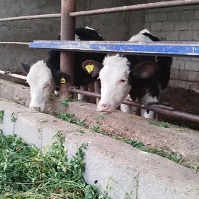 orginal galisteyin tuweler