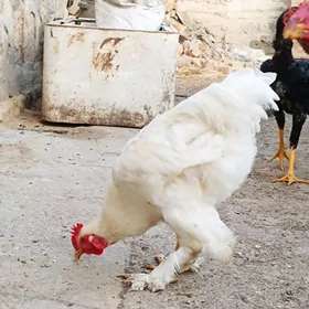 Ak brama horoz jüýje