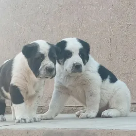 Turkmen Alabay gujukler