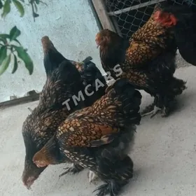 brama lashed yumurtga