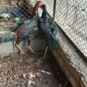 Ташкент хораз 4-ай болуп гечен