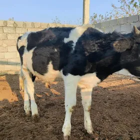 öküzçe galşteýn