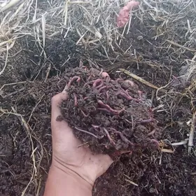 Kaliforniýa gurçuk Biogumus