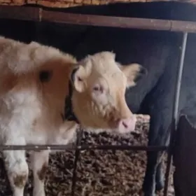 чорны пёстра сыгыр