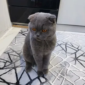 Вислоухая Ýatyk gulak кошка