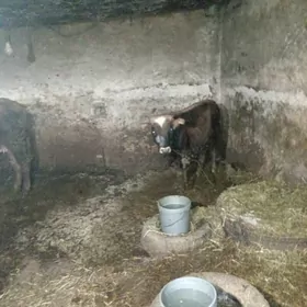 etlik goleli sygyr goleler