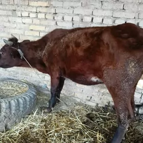 гунажн бринжи Гарни хожеги бар