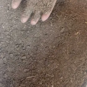 mal nuru elenelenMal nuru ele