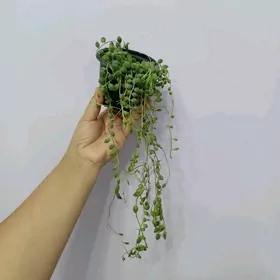 КРЕСТОВНИК РОУЛИ