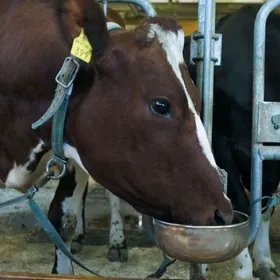 поилка для коров