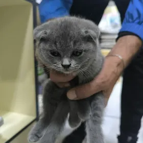 шотландские  вислоухие