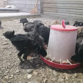 induk,sesarka,gigant,brama