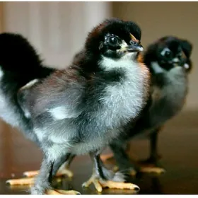 джерсийский гигант