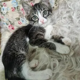 Poni atly pishijek. mugt.