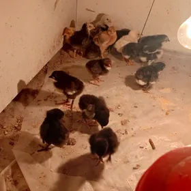 Dominant ataks jüýje