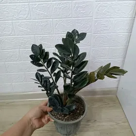 ЗАМИОКУЛЬКАС