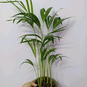 ПАЛЬМА АРЕКА