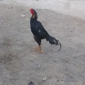 holukmac taskent horaz