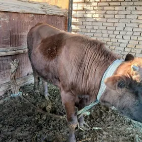 bakylan ökuz . biryarym yasan