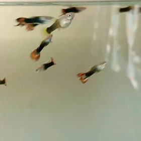 рыбки гуппи