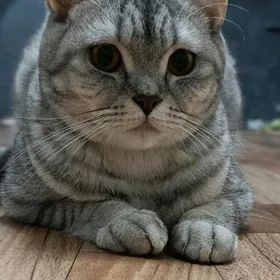 британские котята