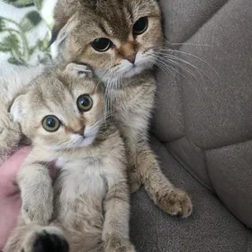 Шиншилла золотистая