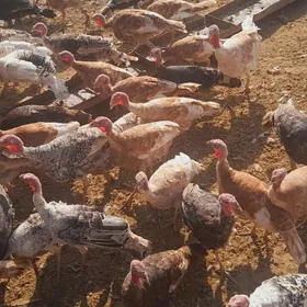 satlyk indyuklar we kakilikler