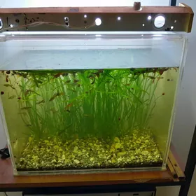 аквариума с рыбками