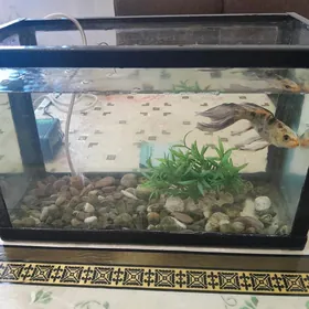 аквариум с золотой рыбкой