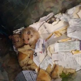 продоёца хамечки