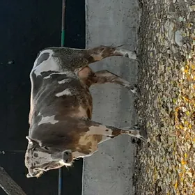 GÖK ALA GIBRIT SYGYR