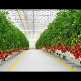 ýyladyşhana işgär alýas