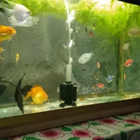 Akwaryum balyjyklary