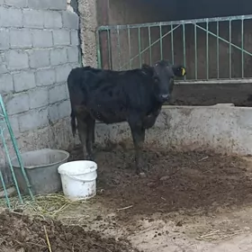 CORNY GALISDEYIN TUWE