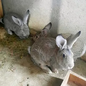 Towşan..Кролик