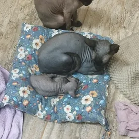 сфинкс порода