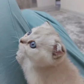 веслоухий котёнок