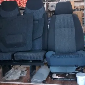 Gazel matorlar mordalar sideny