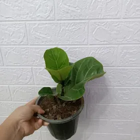 ФИКУС 4 СОРТА