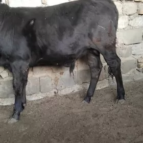 OKUZ ŞWES TOHIM MAL