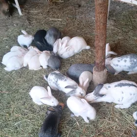 Сатлык товшан чагалары