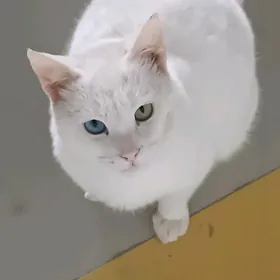 Pişik poroda gözü her dűrli