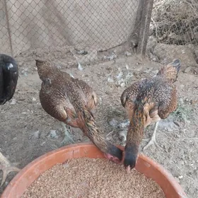 bayes towyk arasa türk