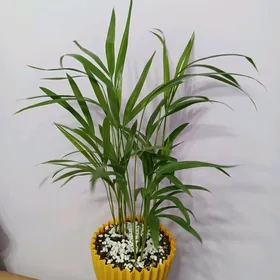 ПАЛЬМА АРЕКА 