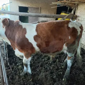 simmental okuz howur ucin