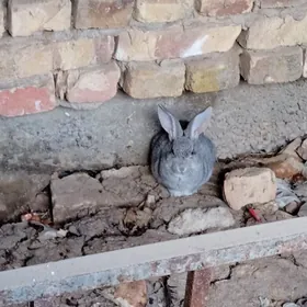 Gyssagly Welikan towşan 4sany