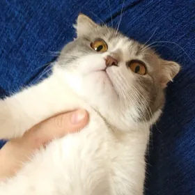 PIŞIK GYSSAGLY! | СУПЕРСРОЧНО