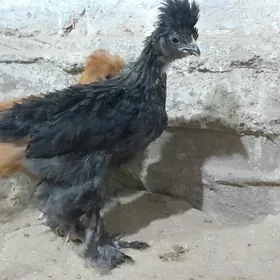 paroda towuk jüýje