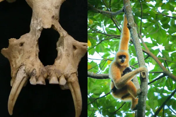 Hytaýda maýmynyň näbelli görnüşiniň galyndylary tapyldy